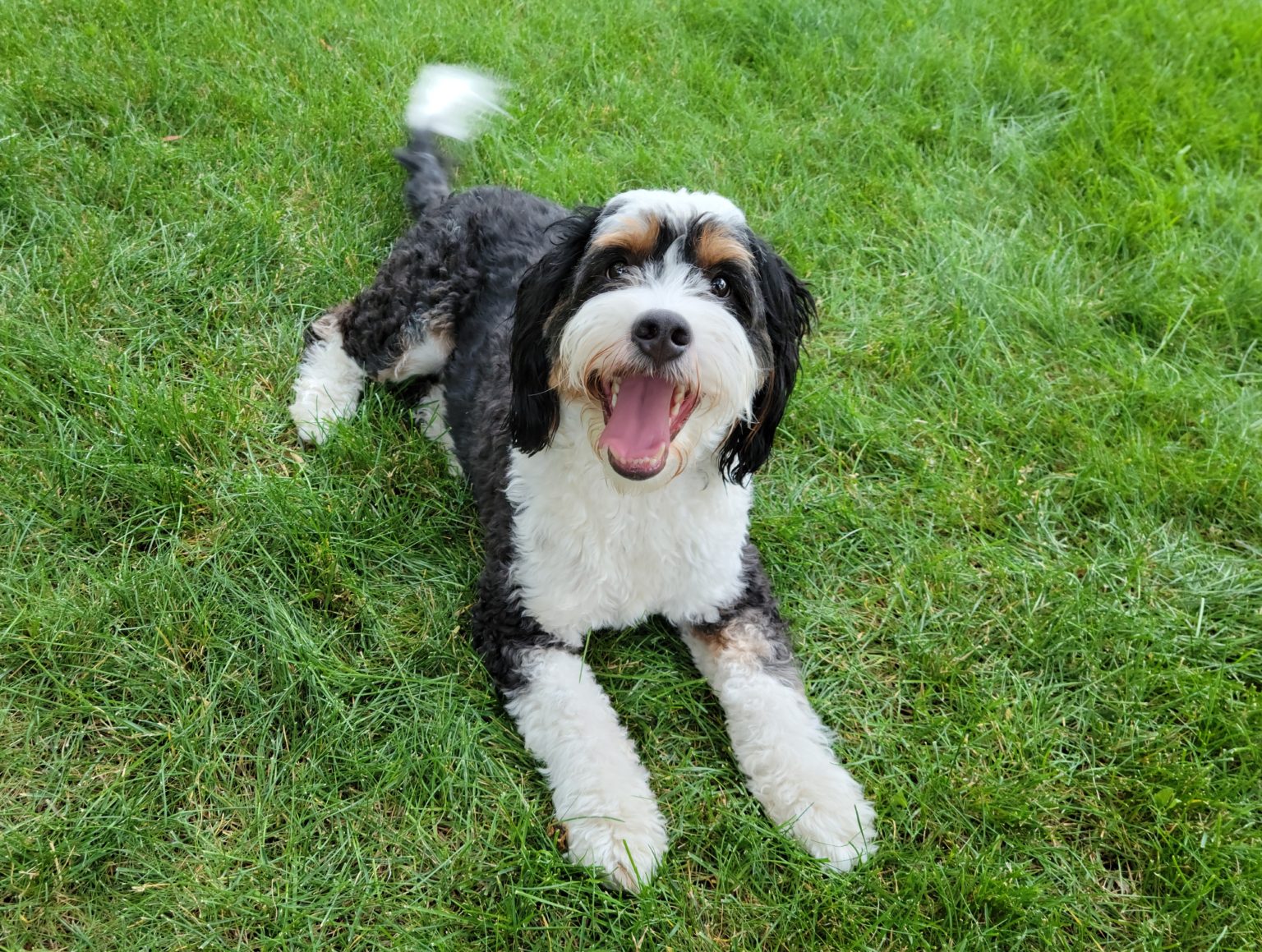 OUR DOGS - Willow Tails Bernedoodles